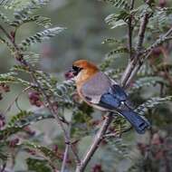 Image of Red-headed Bullfinch