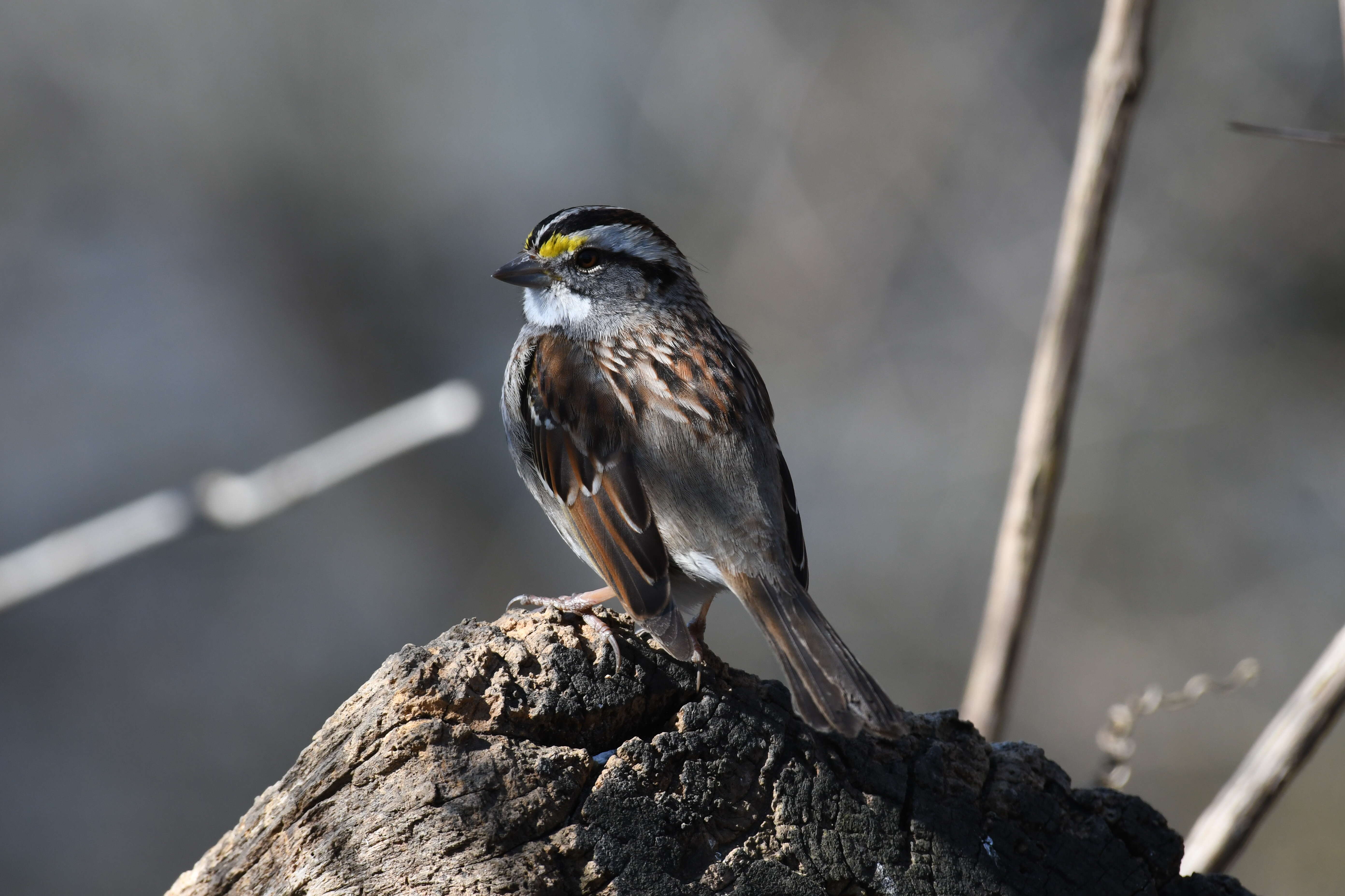 Image of White-throated Sparrow