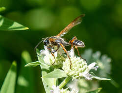 Image of Isodontia elegans (F. Smith 1856)