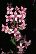 Image de Boronia fastigiata Bartl.