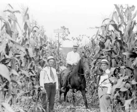 Image of Zea mays Saccharata