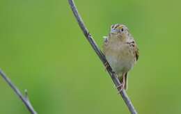 Image of Grasshopper Sparrow