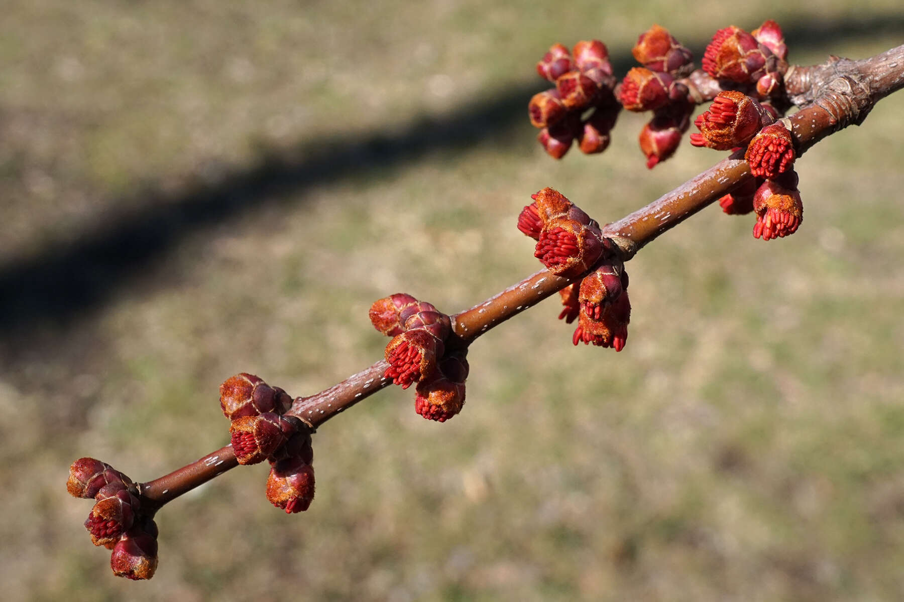 صورة Acer freemanii E. Murray