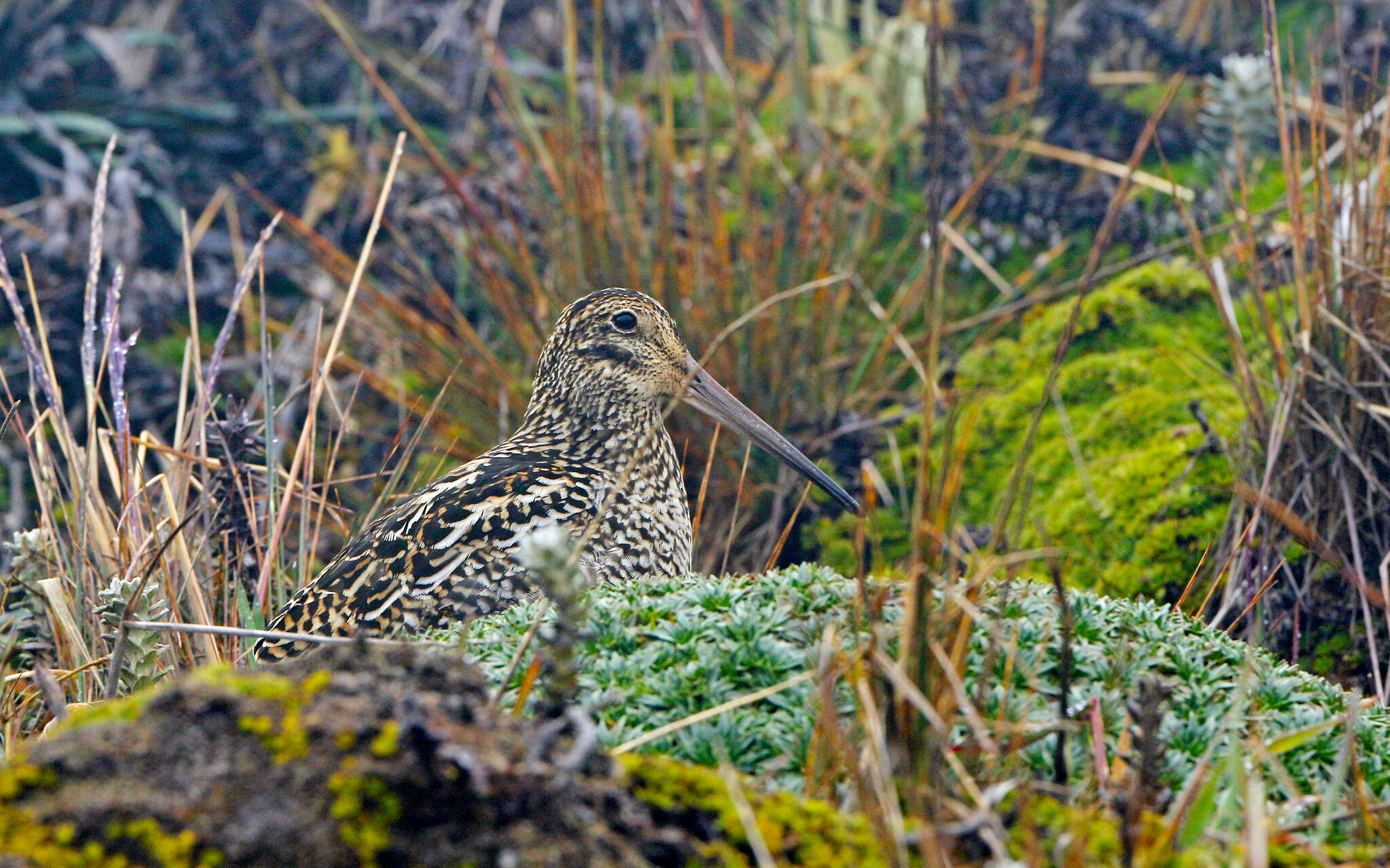 Image of Andean Snipe