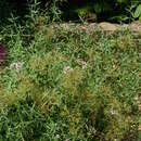 Image of Centranthus amazonum A. Fridlender & A. Raynal-Roques