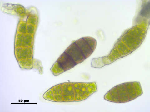 Image of zygodon moss