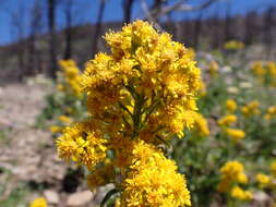 Image of Missouri goldenrod