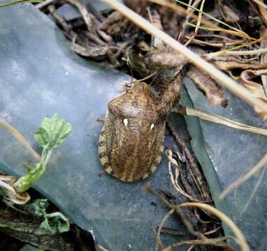 Image of Eurygaster testudinaria