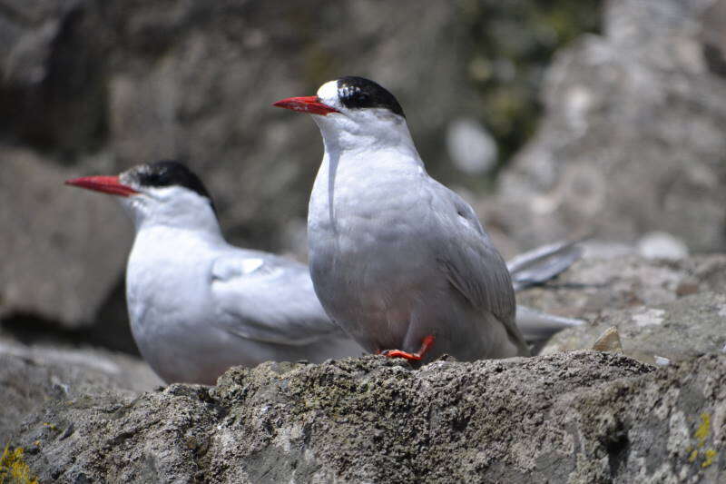 Image of Antarctic Tern