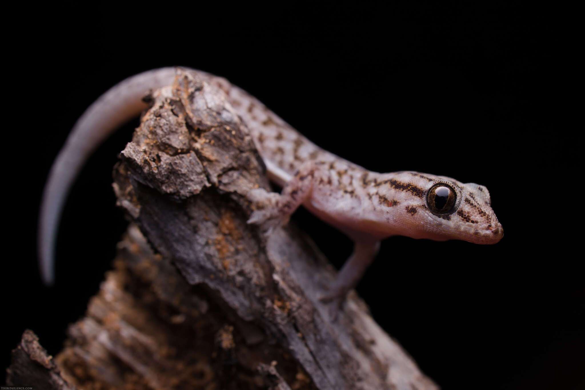 Image of Gehyra versicolor Hutchinson, Sistrom, Donnellan & Hutchinson 2014