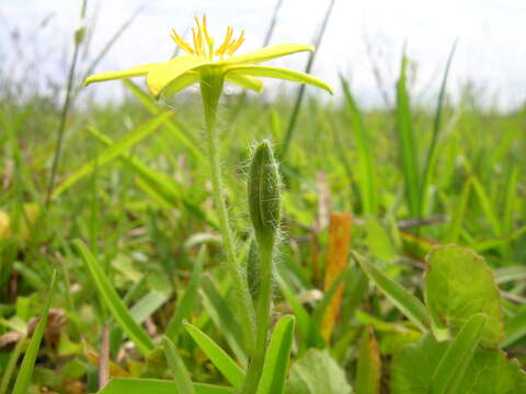 Image of Hypoxis hygrometrica Labill.