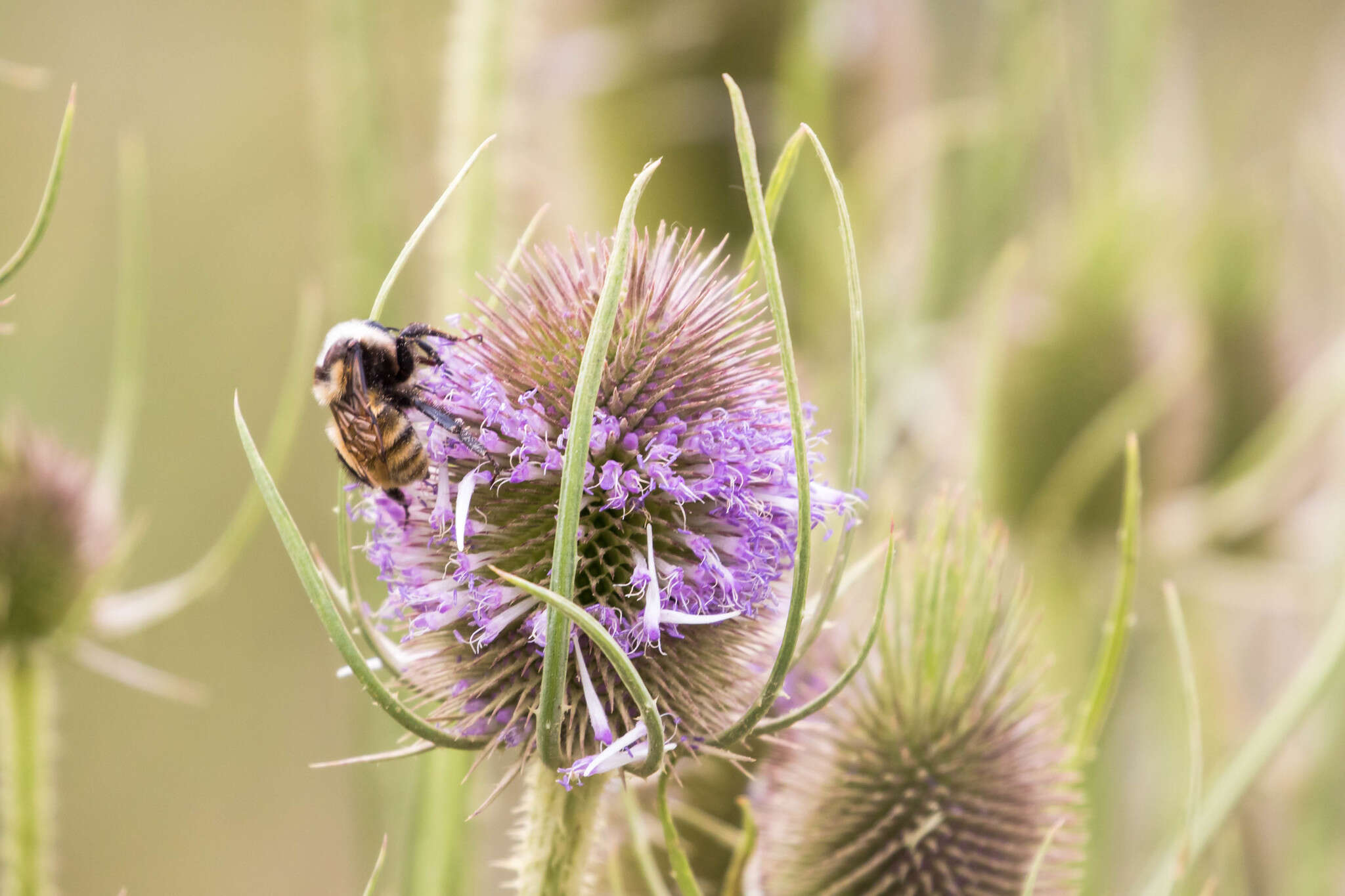 Слика од Bombus appositus Cresson 1879