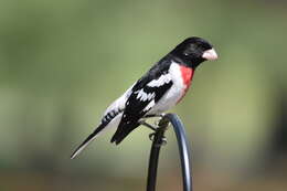 Image of Rose-breasted Grosbeak