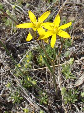 Image of Gagea altaica Schischk. & Sumnev.