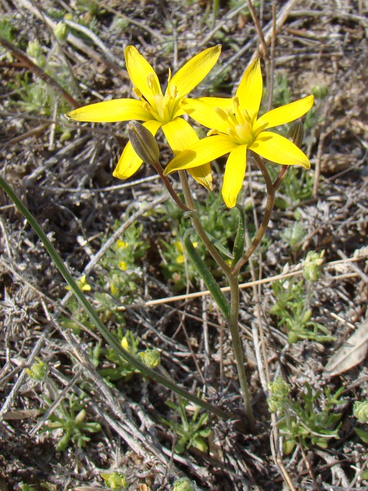 Image of Gagea altaica Schischk. & Sumnev.