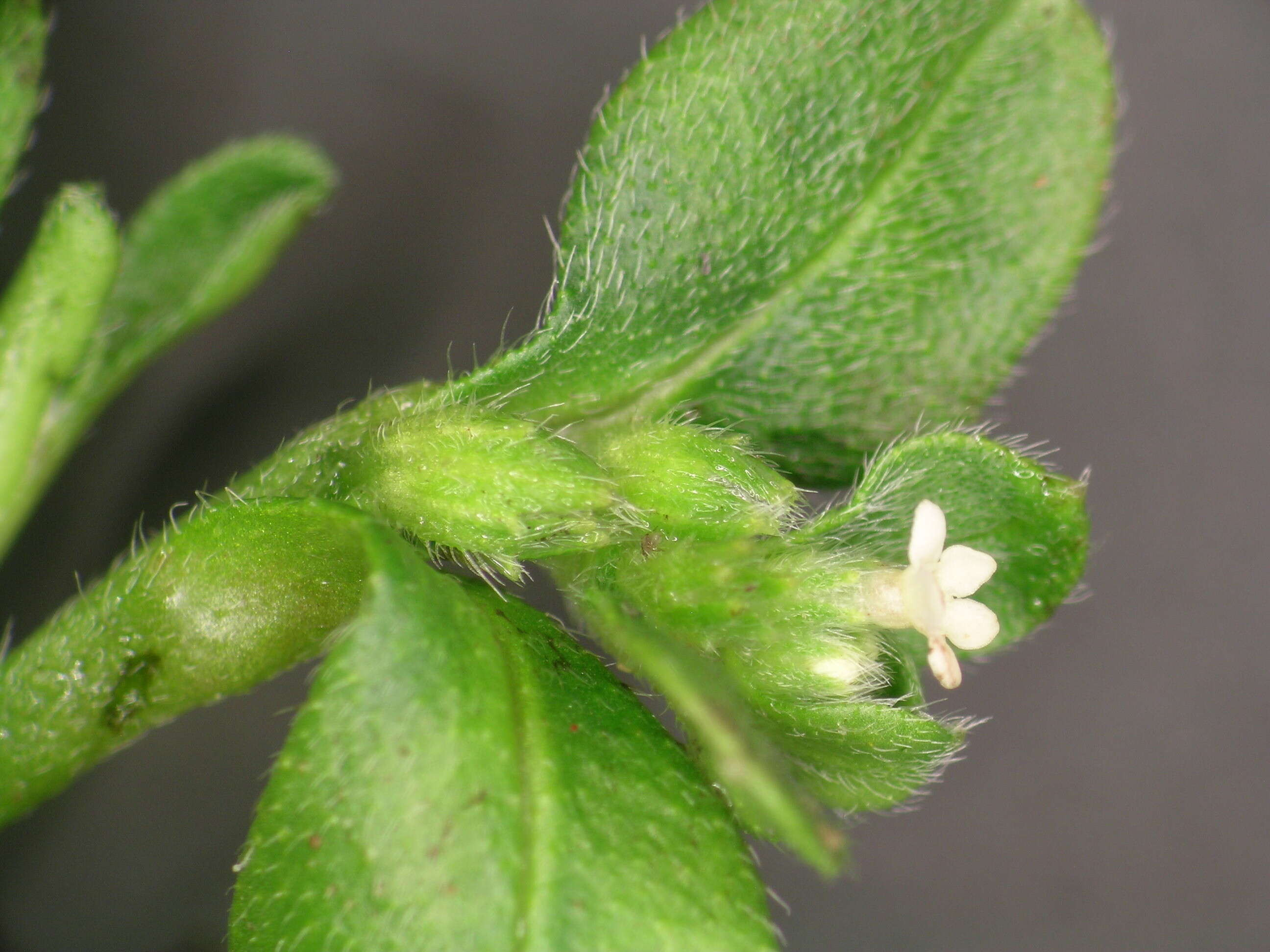 Image of Myosotis antarctica Hook. fil.