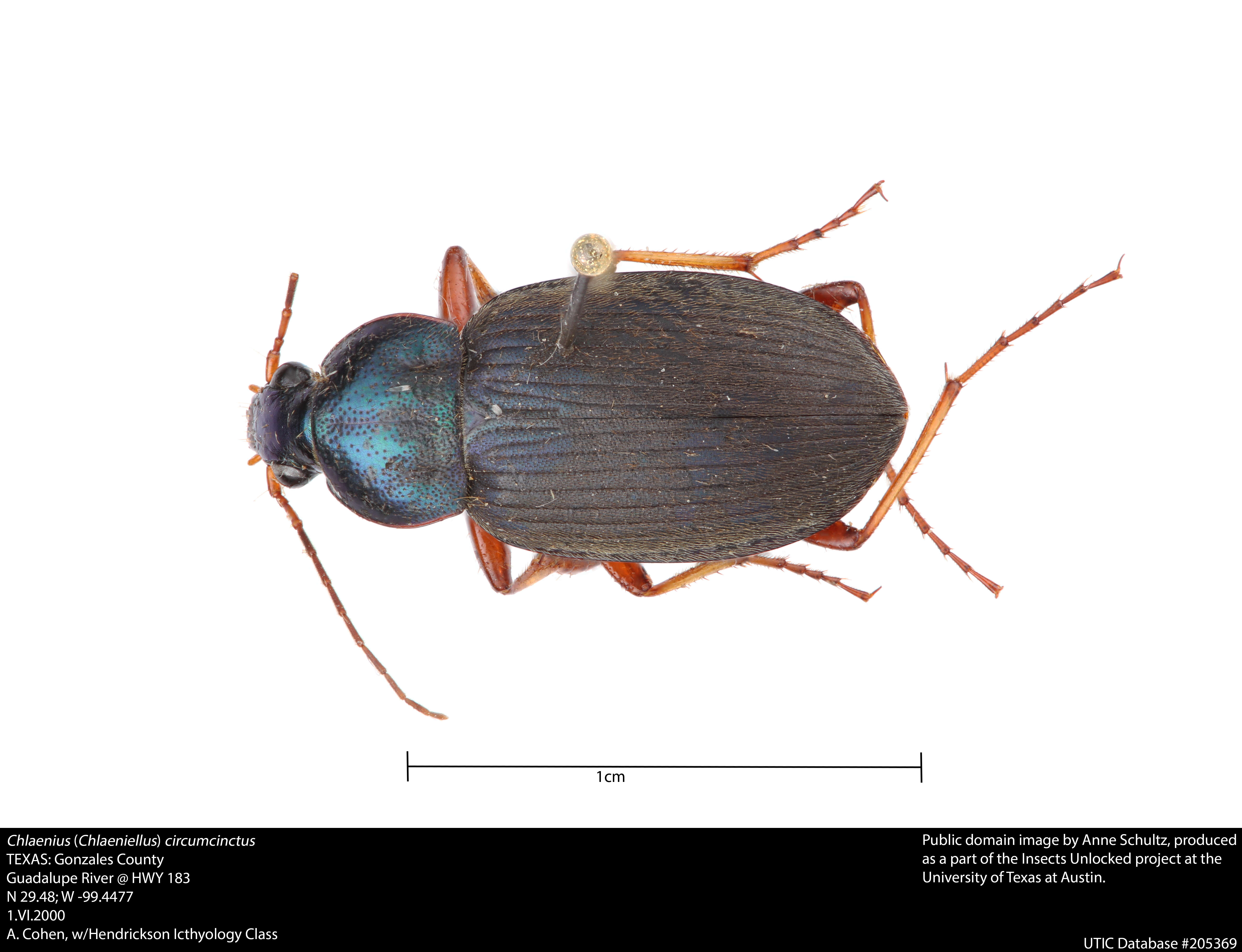 Image of Chlaenius (Chlaeniellus) circumcinctus Say 1830