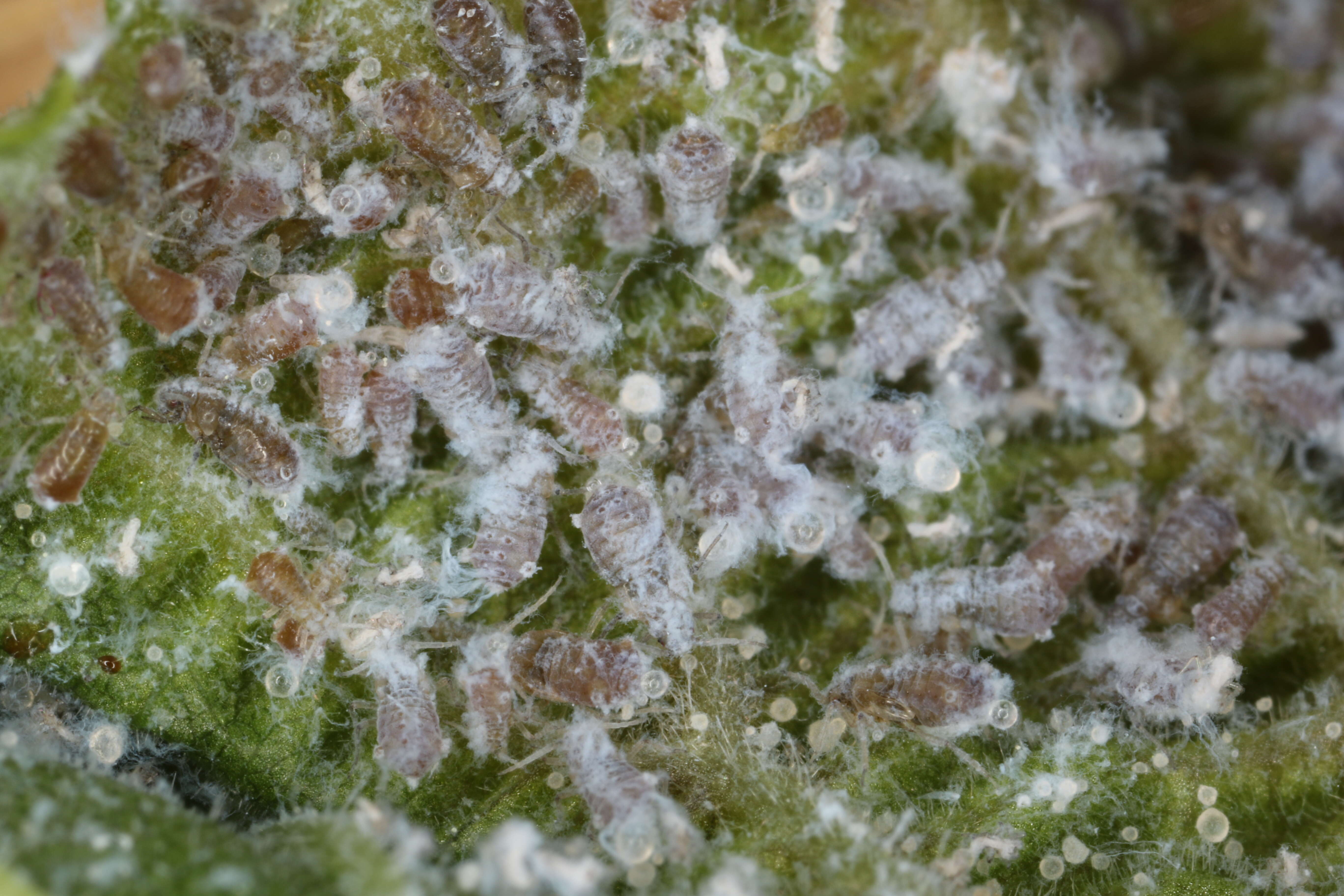 Image of Woolly aphids