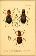 Image of Cymindis (Tarulus) vaporariorum (Linnaeus 1758)