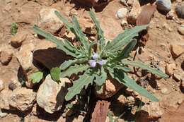 Image of Matthiola parviflora (Schousb.) W. T. Aiton