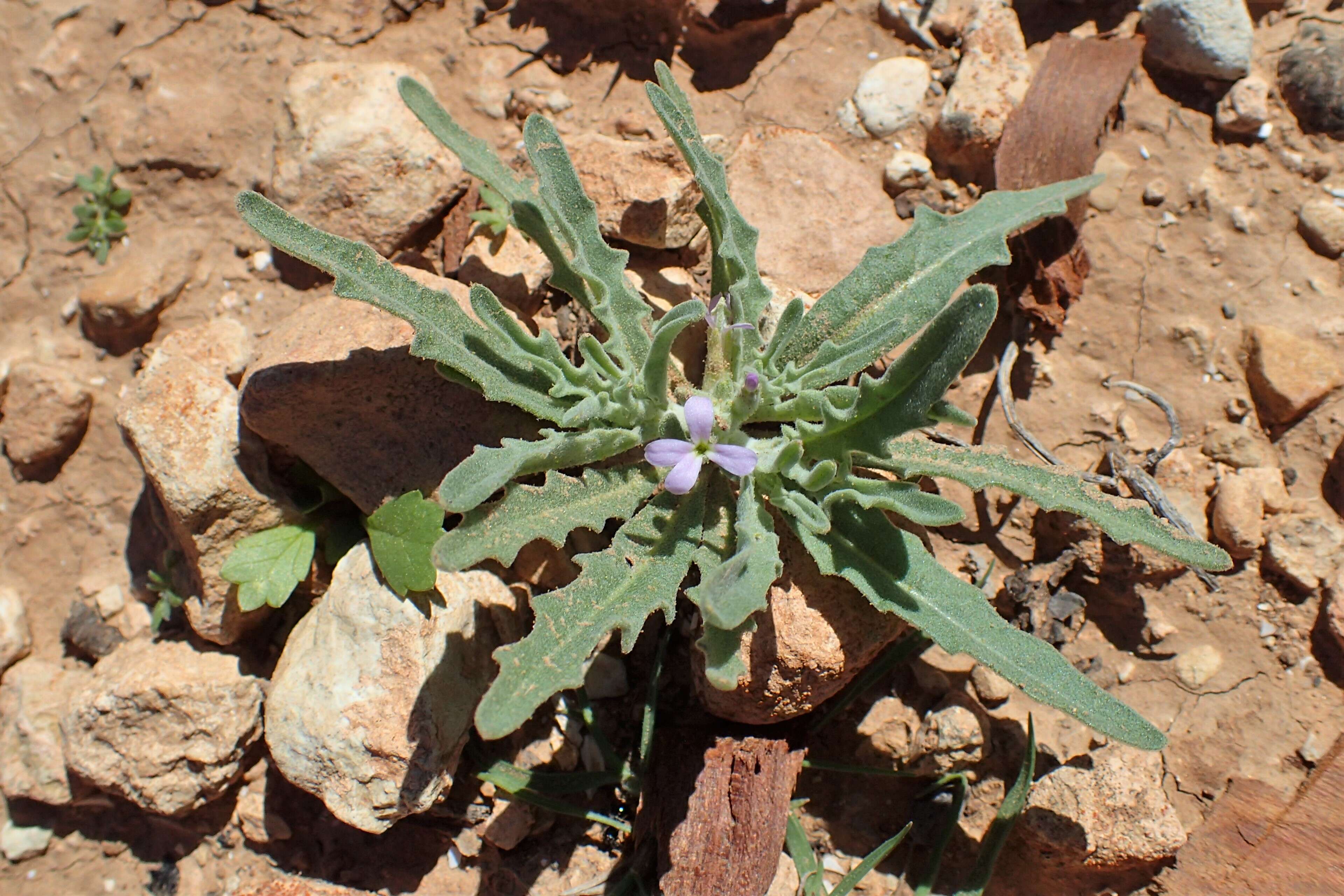 Plancia ëd Matthiola parviflora (Schousb.) W. T. Aiton