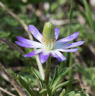 Image of tenpetal thimbleweed