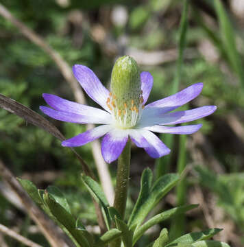 Anemone berlandieri Pritz. resmi