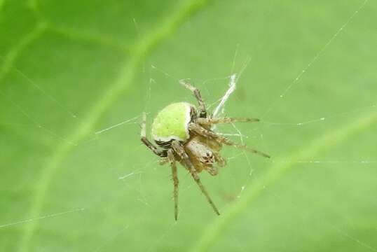 Image de Araneus detrimentosus (O. Pickard-Cambridge 1889)