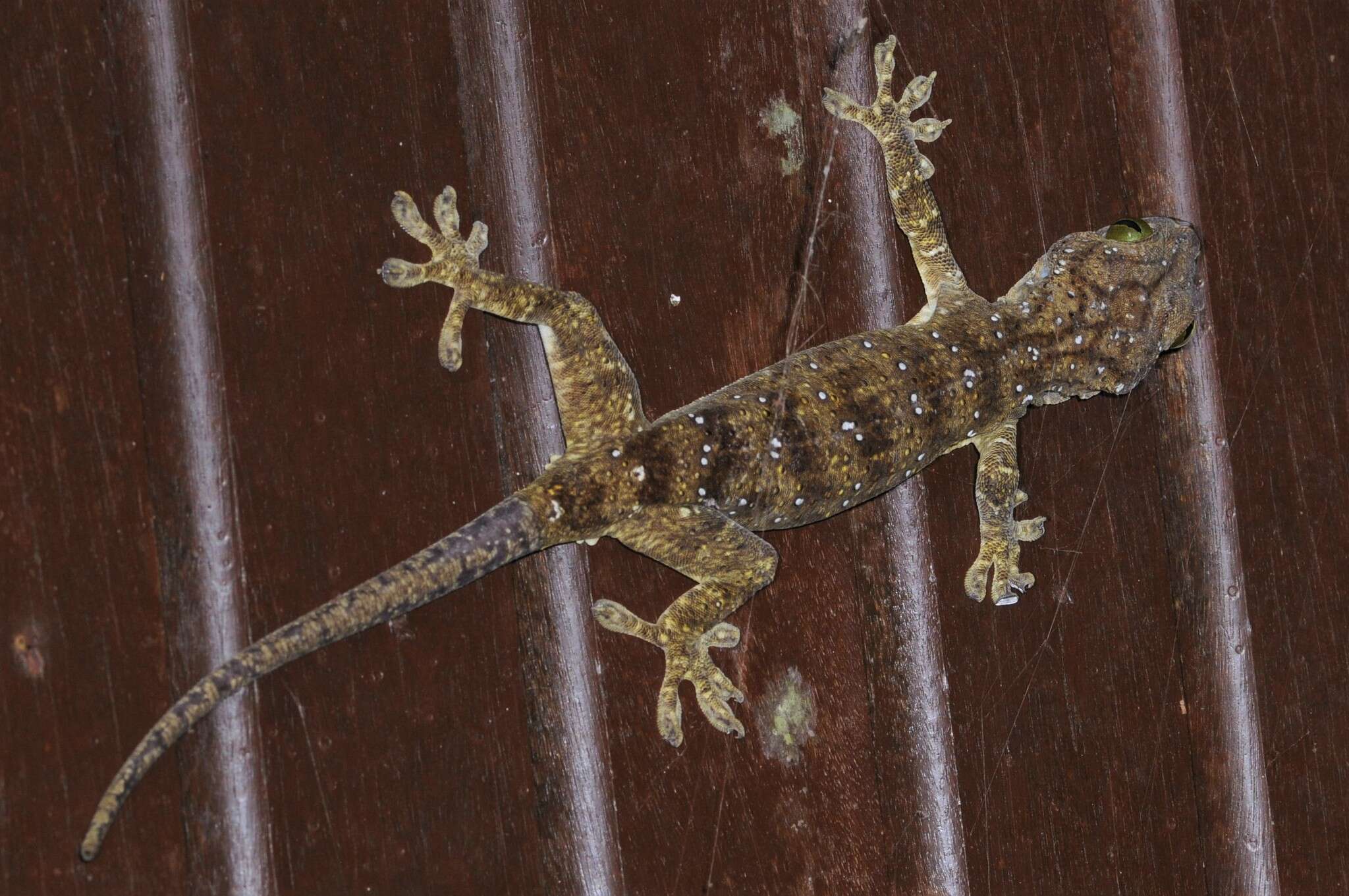 Gekko albofasciolatus (Günther 1867)的圖片