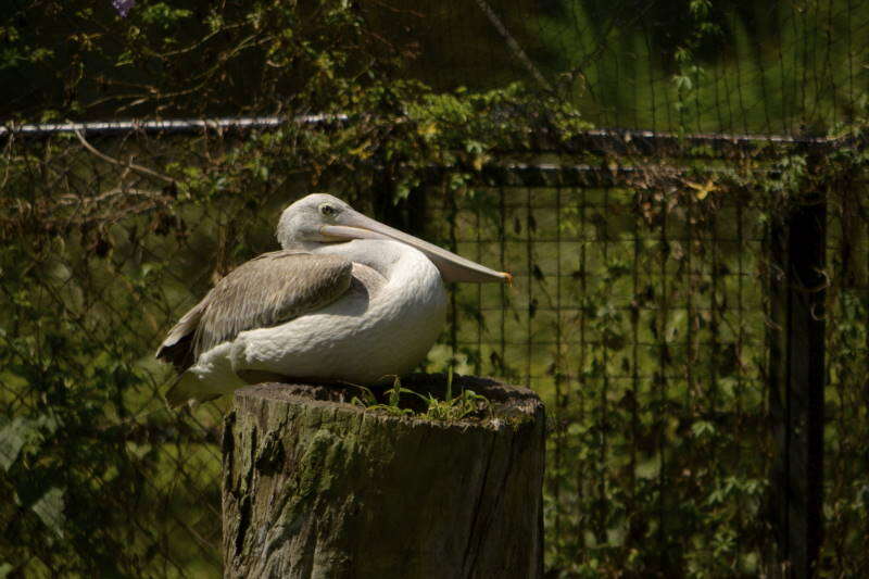 Image of Pink-backed Pelican