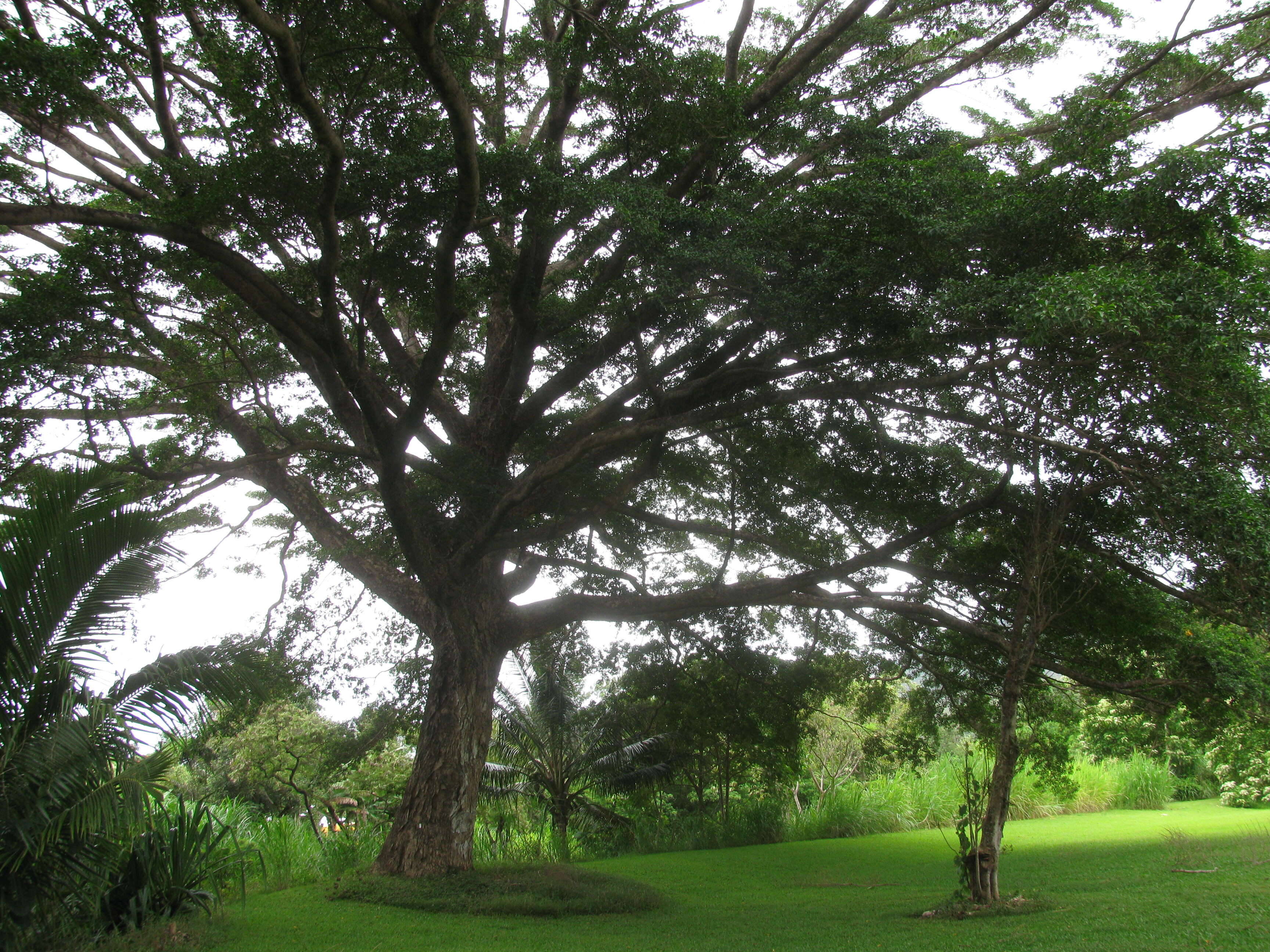 Terminalia microcarpa Decne.的圖片