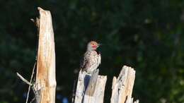 Image of Northern Flicker