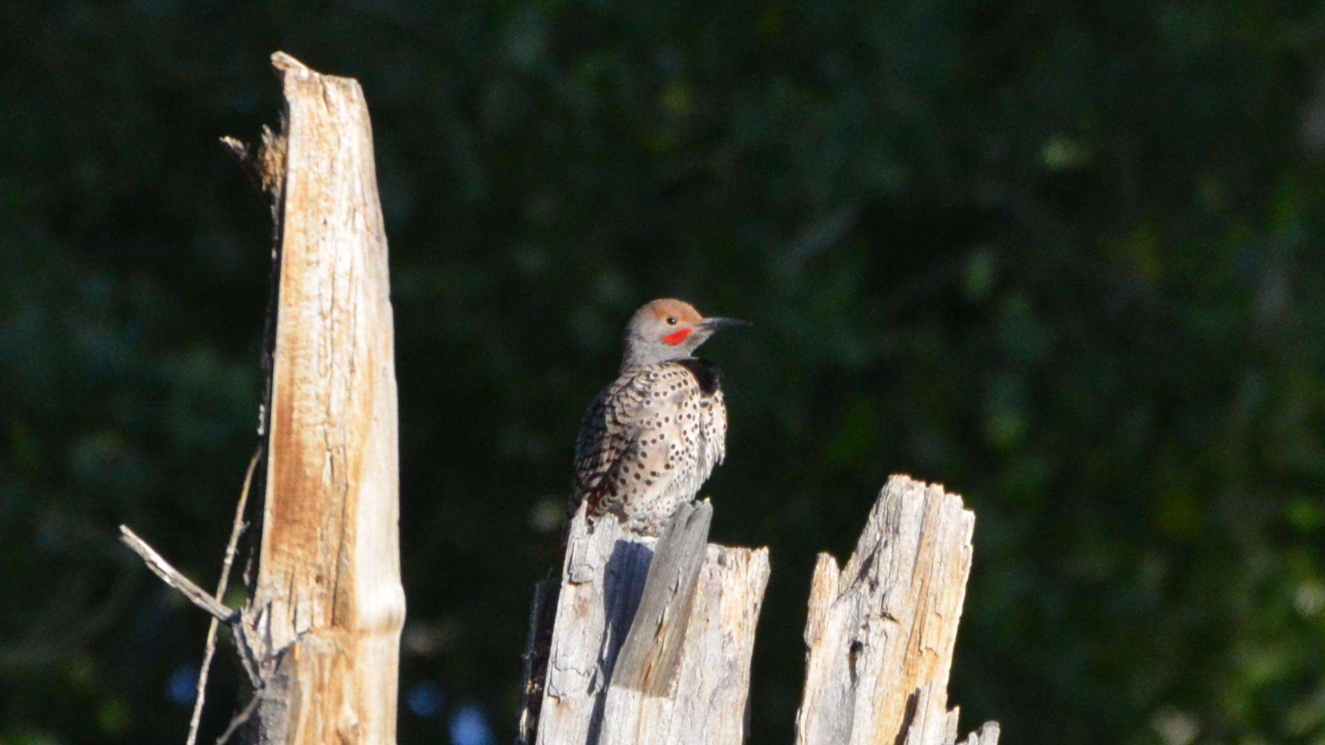 Image of Northern Flicker