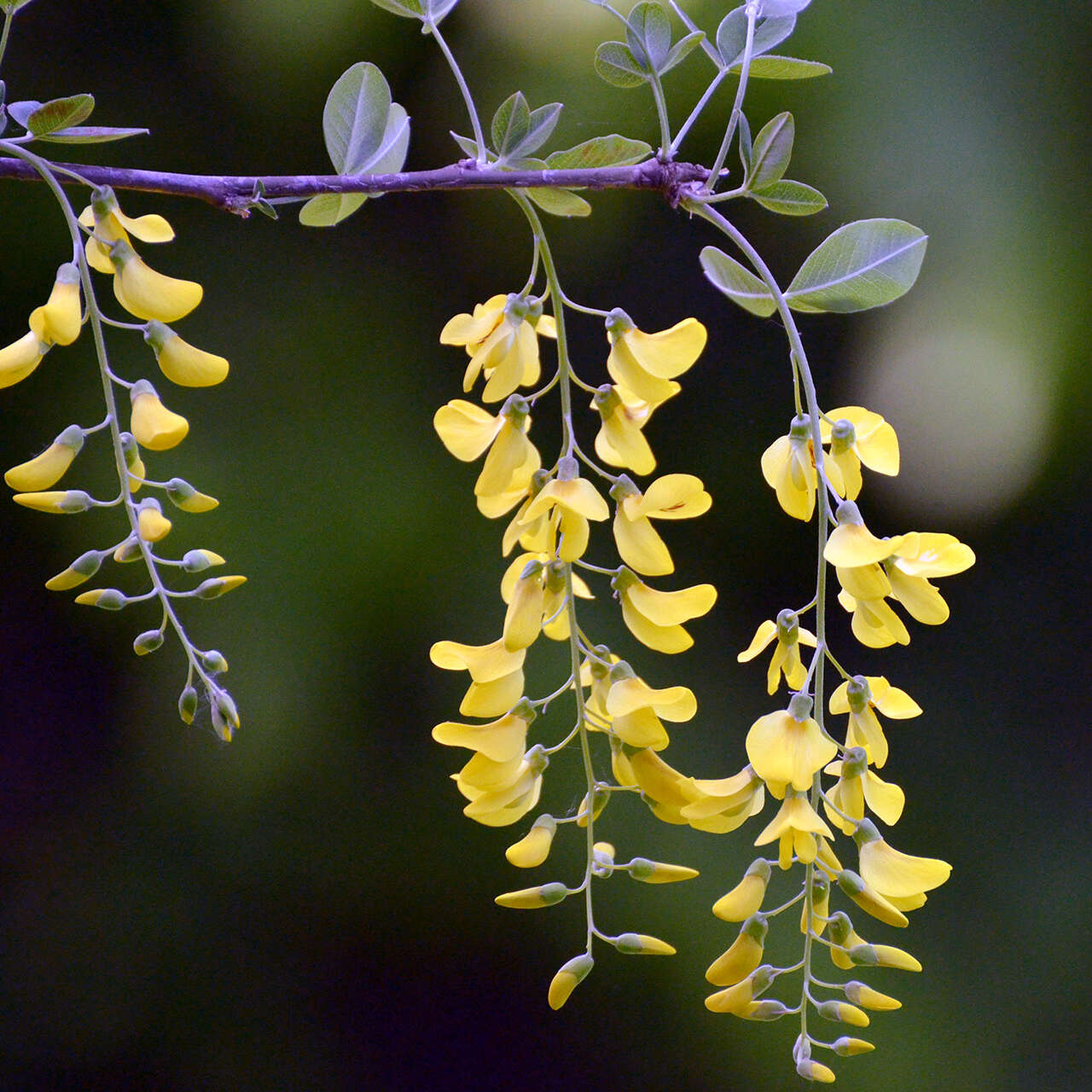 Image of Common Laburnum