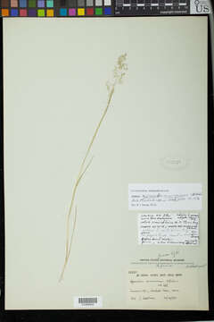 Image of Hypseochloa cameroonensis C. E. Hubb.