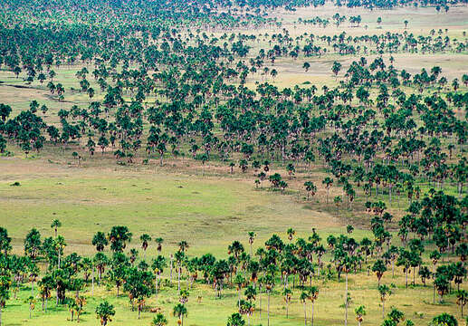 Image of mauritia