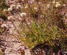 Image de Felicia elongata (Thunb.) O. Hoffm. ex A. Zahlbr.