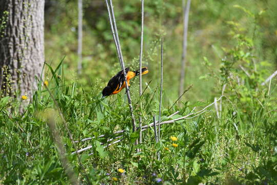 Image of Baltimore Oriole