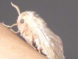 Image of lackey moth