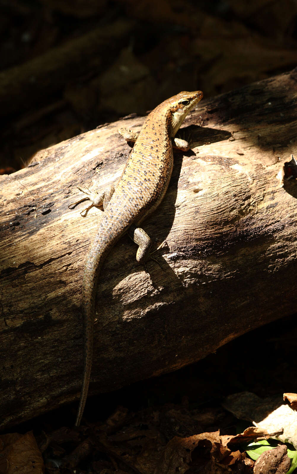 Image of Seychelles skink