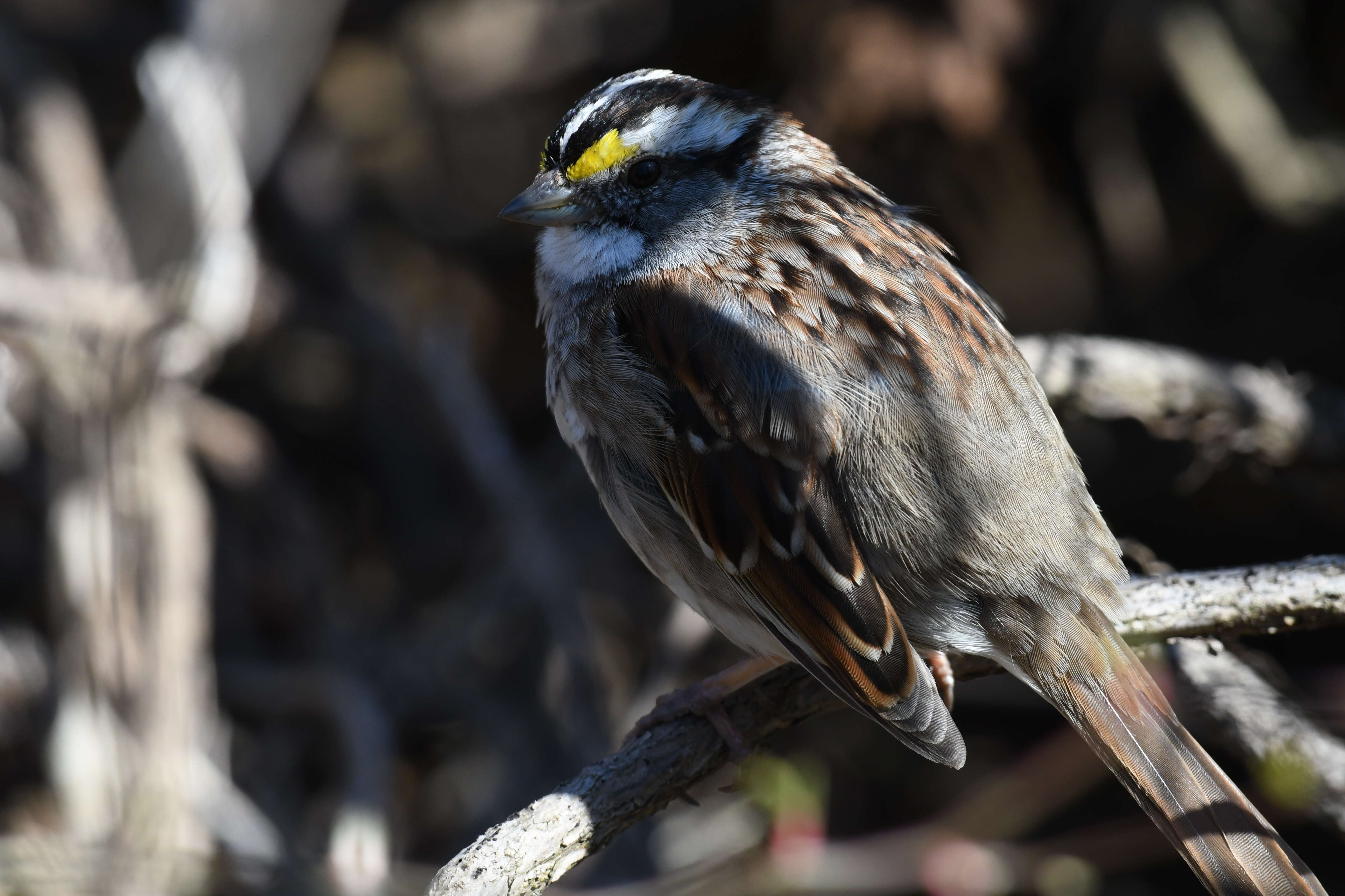 Image of White-throated Sparrow