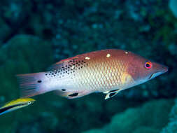 Image of Bodianus diana