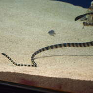 Image of Slender-necked Seasnake