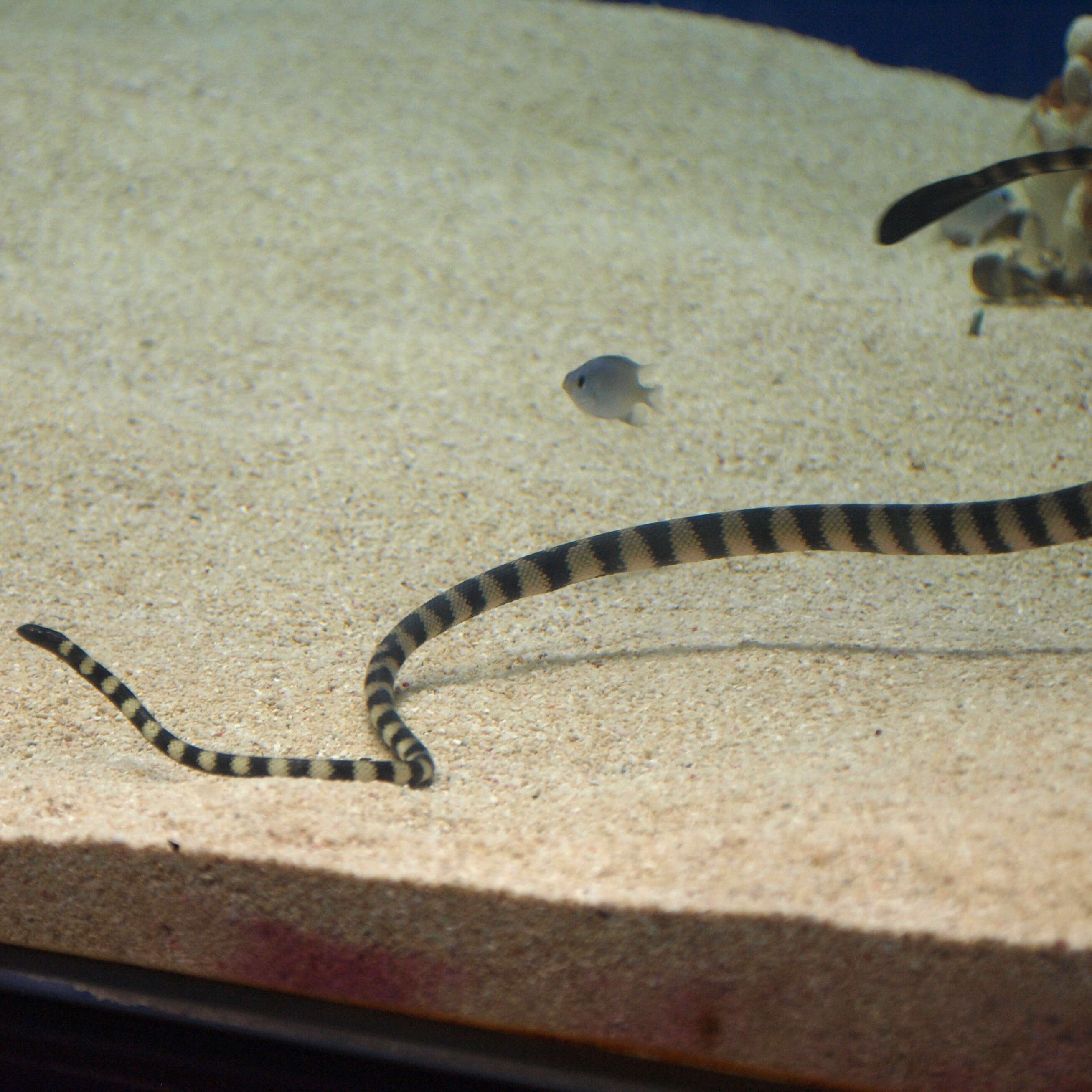 Image of Slender-necked Seasnake