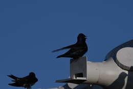 Image of Purple Martin