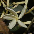 Image de Vatica lanceifolia (Roxb.) Bl.