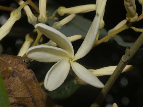 Image of Vatica lanceifolia (Roxb.) Bl.