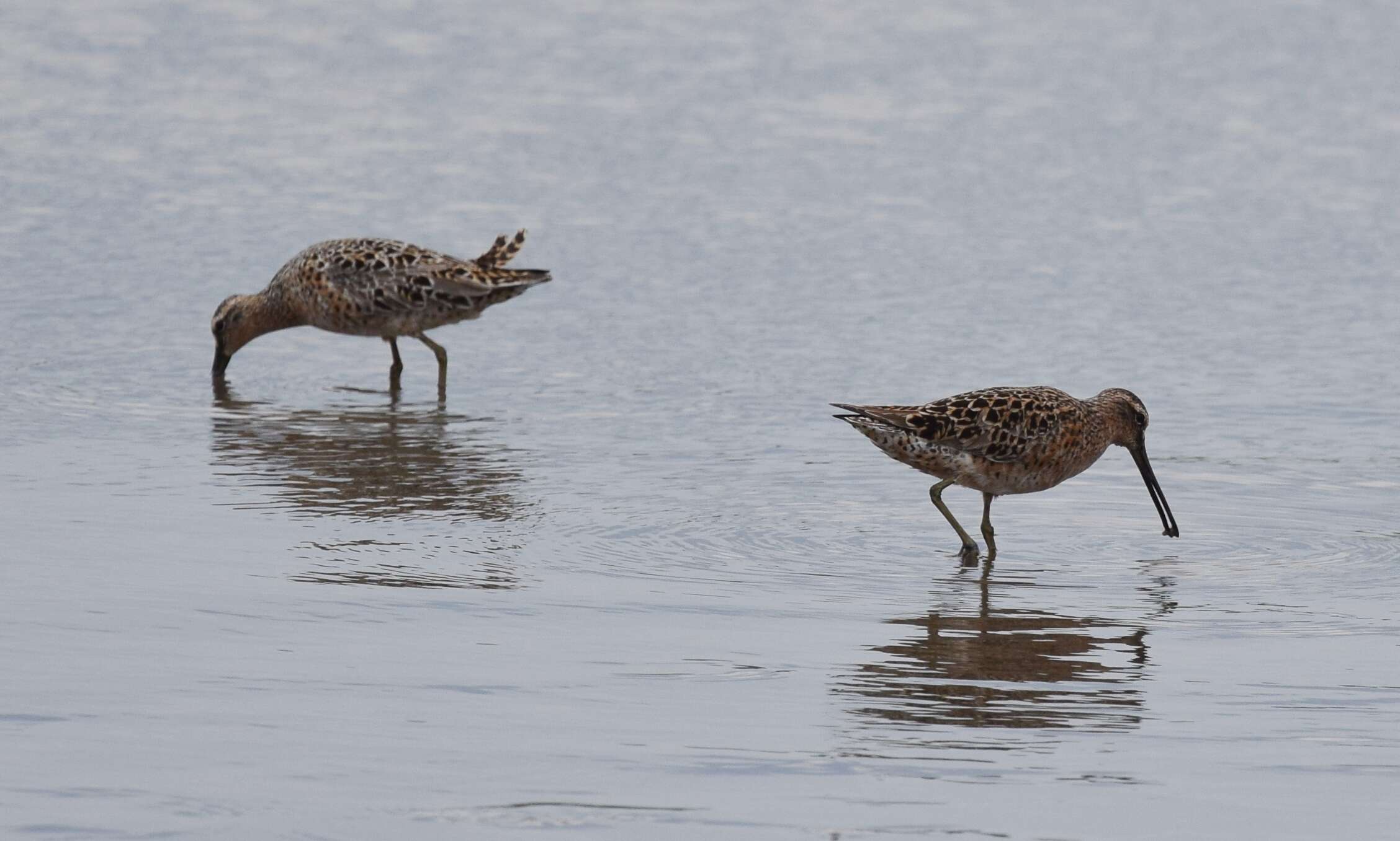 Image of Short-billed Dowitcher