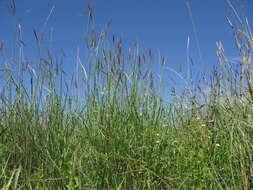 Image of Golden velvet grass