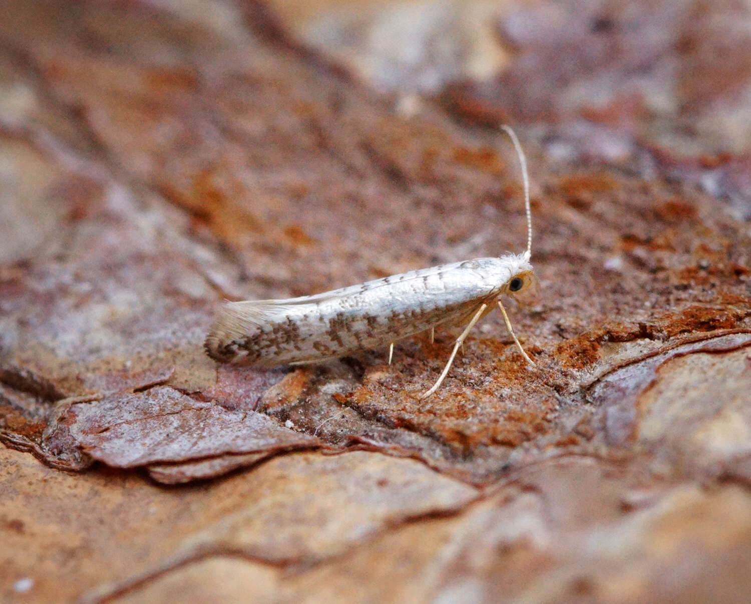 Imagem de Argyresthia retinella Zeller 1839